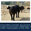 【南纬37°】黑山猪肉礼盒（A款/B款） 商品缩略图1