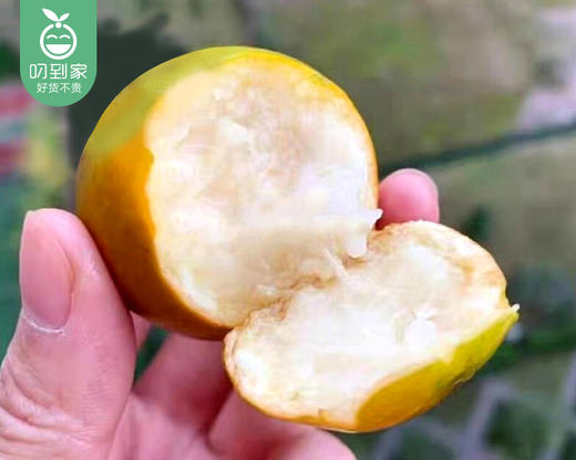 广西脆蜜金柑（中果）/1份（约300g） 商品图1