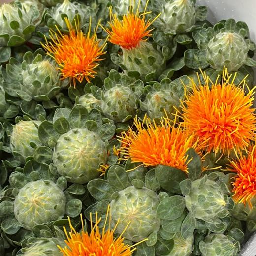 菠萝菊 若干支   橙色  颜色深浅略有差异 以实物为准 云南基地发货（价格已包含包装费用） 运费以实际为准，多退少补。 商品图2