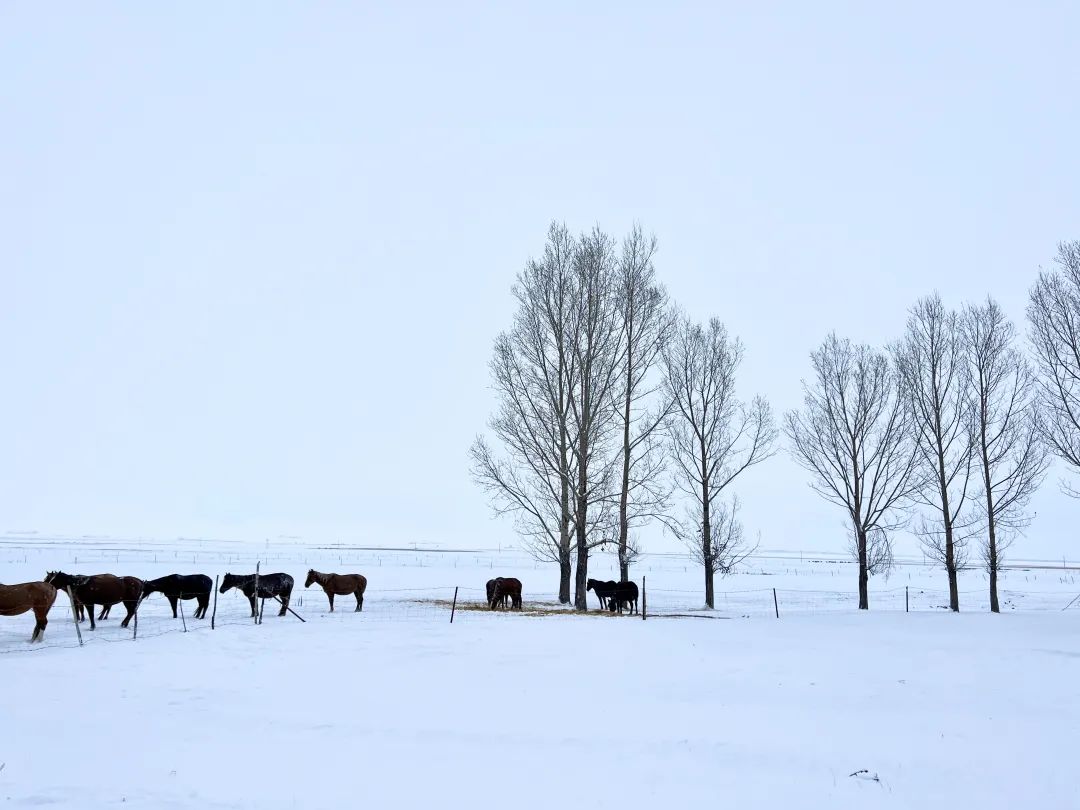 新疆·冬季雪骑义工旅行