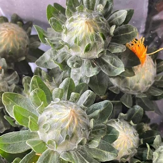 菠萝菊 若干支   橙色  颜色深浅略有差异 以实物为准 云南基地发货（价格已包含包装费用） 运费以实际为准，多退少补。 商品图0