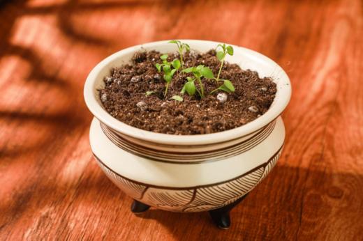 江博花样植物盲盒 商品图2