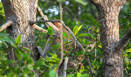 海洋 在水一方KAWA萤火虫红树林一日游 商品图1