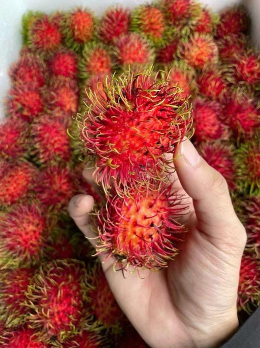 红毛丹3斤装 38-40个左右 商品图2