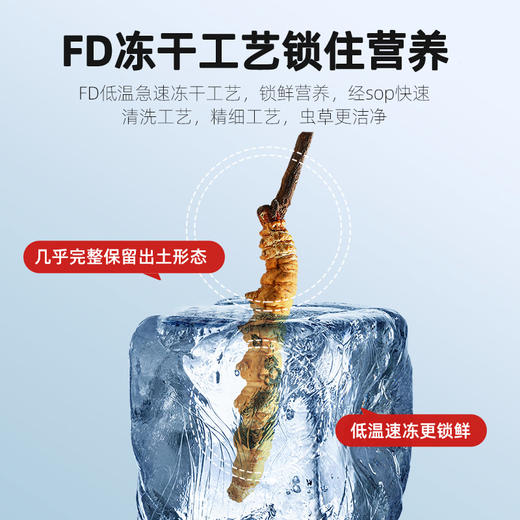 【冬季滋补】【杞里香冬虫夏草1克】1克4条/5条干货无断草 当年新草 洁净度高 干度足 商品图1