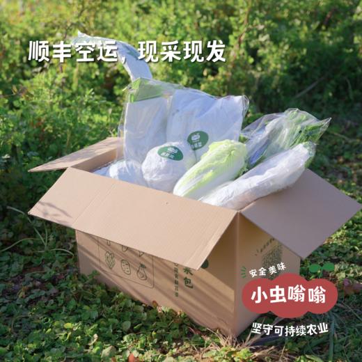 生态蔬菜包体验配额 | 合作农友生产，产自陕西咸阳，生产者：郑力行 *【公平贸易农人定价】 | 全过程有机标准种植，全年60-80种菜品，顺丰空运，每次自选3-10种蔬菜 商品图3