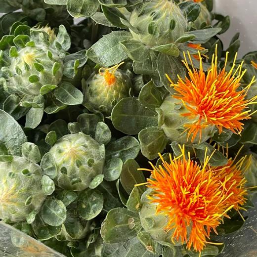 菠萝菊 若干支   橙色  颜色深浅略有差异 以实物为准 云南基地发货（价格已包含包装费用） 运费以实际为准，多退少补。 商品图1