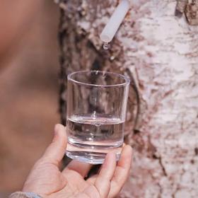 桦树汁是什么？