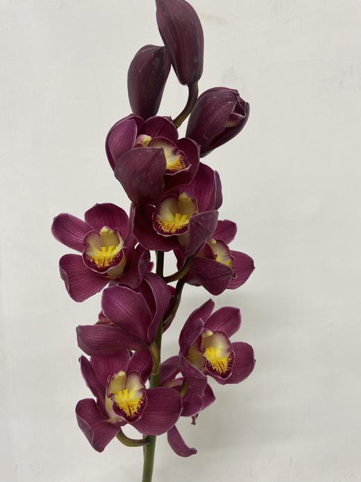 兰花 | 大花蕙兰红莓【瑕疵折痕 不售后，介意者慎拍】 商品图0