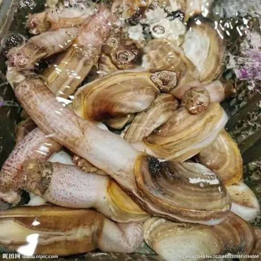 小象蚌/个（5-6头） 商品图1