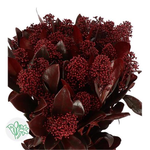 预售茵芋-染色 (扎) 绛红-暗红 Burgundy 45cm 商品图0