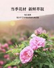 来自中国玫瑰之乡——1300多年种植历史山东平阴重瓣玫瑰纯露/天Ran玫瑰水 成分单一安筌 不含Ren何化学添加剂、防腐剂，可做爽肤水、喷雾、香薰、面膜、芳香疗法 助力花粉以油养肤！ 商品缩略图4