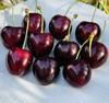 智利kordia黑钻2JDD，又黑又亮闪眼💎精致爱心，光滑黑亮，优雅细长杆儿，带小花，脆薄爆汁，醇厚黑汁，醉人的甜～😇😇真不愧最优品种，每年众多车厘子中较晚上市，产量仅占车厘子总产量的万分之一！ 商品缩略图4