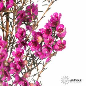 配花 | 染色平头腊梅玫红色