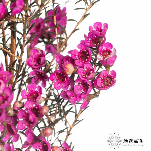 配花 | 染色平头腊梅玫红色 商品图0