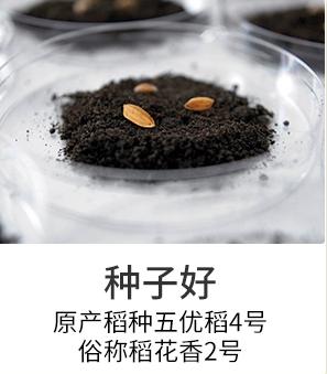 盛浪米道稻花香五常大米5kg 商品图3