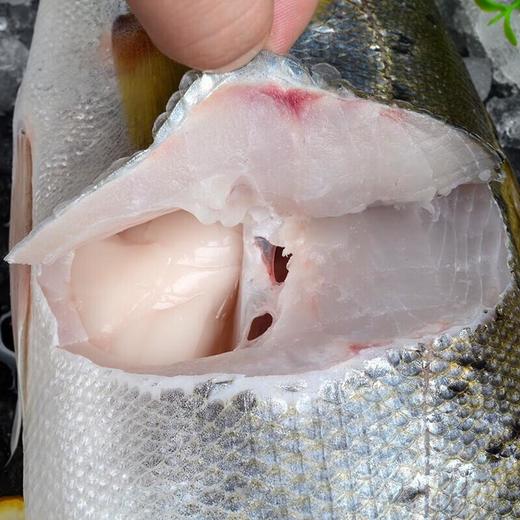 青鲈鱼 约1-1.2斤 超重需补差价 /条 /条 商品图3