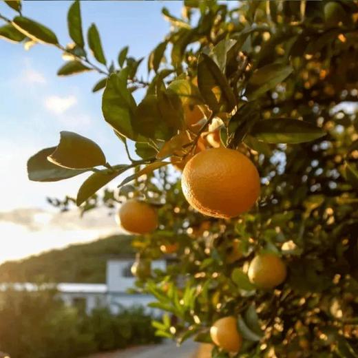 【果冻甜心柚】主打清甜无酸，产自-“中国蜜柚之乡”的广东梅州，这里被誉为“中国长寿之乡”，孕育品质佳的桔柚，甜润多汁，维C爆棚！每一口都是满满的幸福感，吃一颗比喝500ml矿泉水还解渴呢！ 商品图1