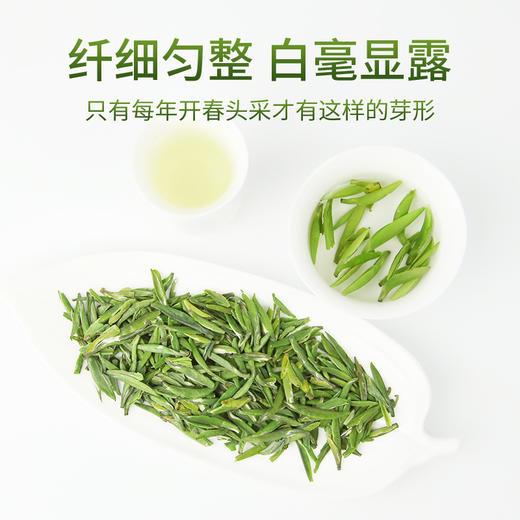 2026新茶 雀舌头春头采绿茶明前春茶四川精品特级嫩芽贡芽200g 商品图2