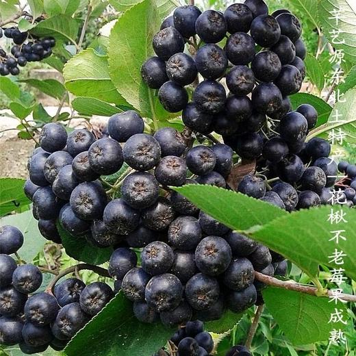 海参不老莓酒500ml， 精选大连辽参为基础加工原料，配以大连本地生蚝、不老莓，三种物质，科学研发 2024新年好礼，高端好礼 商品图3