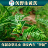 玉衡仿野生黄芪 黄芪养生茶 内蒙古道地产区 100g/110g/350g瓶装 商品缩略图4