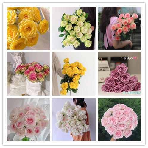 【拍市玫瑰】随机配色玫瑰   20支/扎  混色玫瑰  云南基地发货 （价格已包含包装费用） 运费以实际为准，多退少补。 商品图0