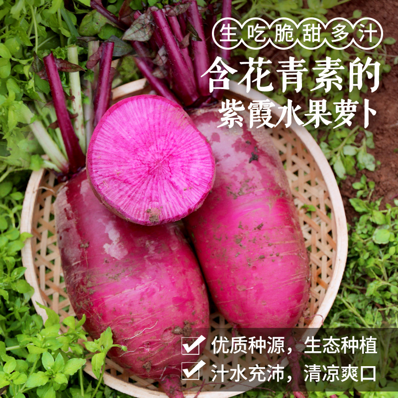 【密农特色 必买榜单】新鲜现拔紫霞萝卜 脆甜多汁含花青素 紫色水果萝卜不糠心  5.5斤包邮装