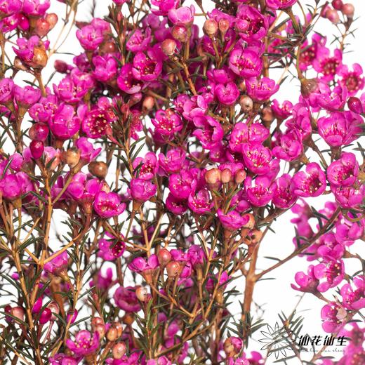 配花 | 染色平头腊梅玫红色 商品图4