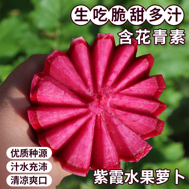 农家紫霞水果萝卜  生吃脆甜多汁 含花青素  不糠心1.2斤1个