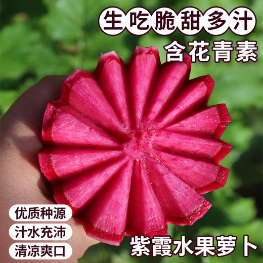 农家紫霞水果萝卜  生吃脆甜多汁 含花青素  不糠心1.2斤1个 商品图0