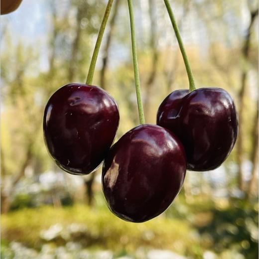 智利kordia黑钻2JDD，又黑又亮闪眼💎精致爱心，光滑黑亮，优雅细长杆儿，带小花，脆薄爆汁，醇厚黑汁，醉人的甜～😇😇真不愧最优品种，每年众多车厘子中较晚上市，产量仅占车厘子总产量的万分之一！ 商品图1