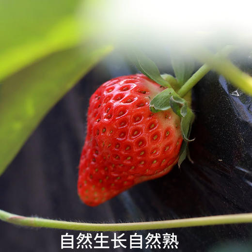 【包邮】有机草莓400g*2盒/4盒装有机认证水果 商品图3