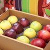 苹果礼盒 多品种苹果： 黑卡、青森、黄金维纳斯、瑞阳、红富士 三拼/四拼礼盒（云南昭通中通发货） 商品缩略图0