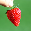【包邮】有机草莓400g*2盒/4盒装有机认证水果 商品缩略图6