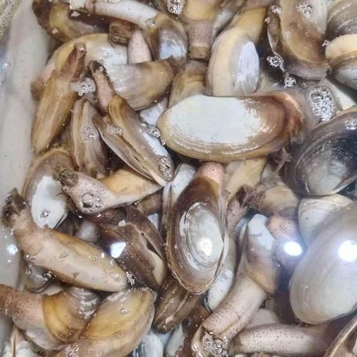 小象蚌/个（5-6头） 商品图0