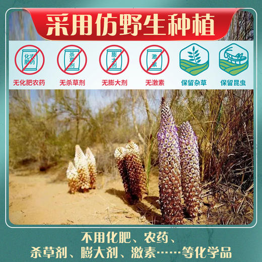 玉衡肉苁蓉 120g 罐装 内蒙古精选肉苁蓉 鲜干整根切片 泡茶泡酒煲汤 商品图4