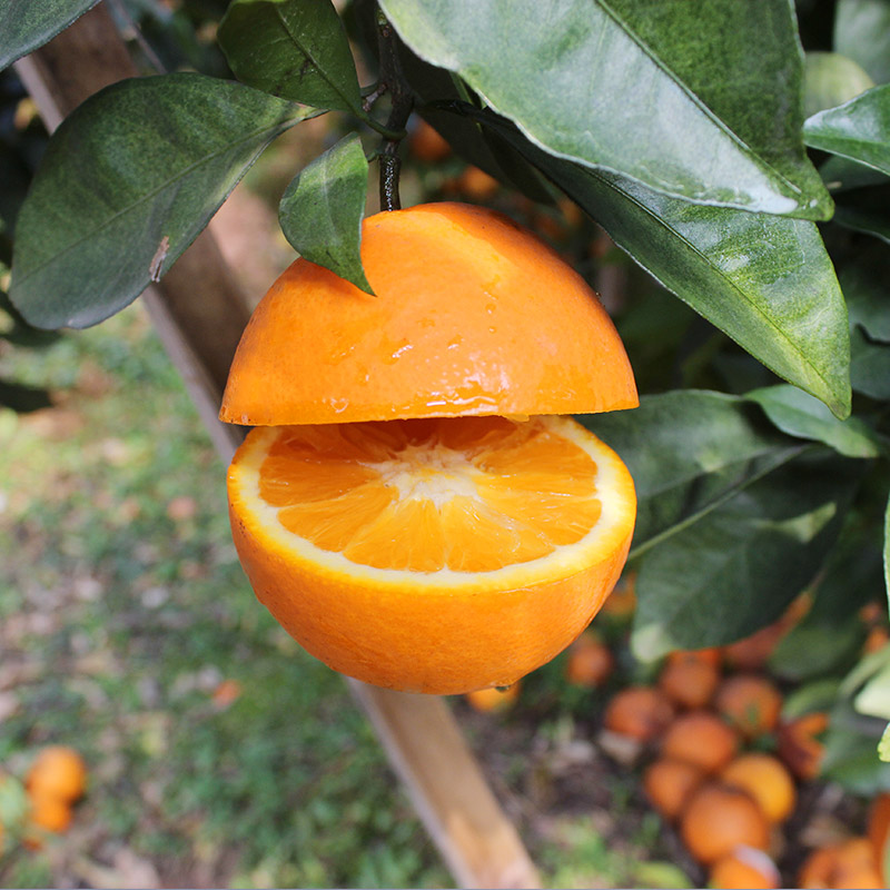 赣南脐橙（10斤/箱）