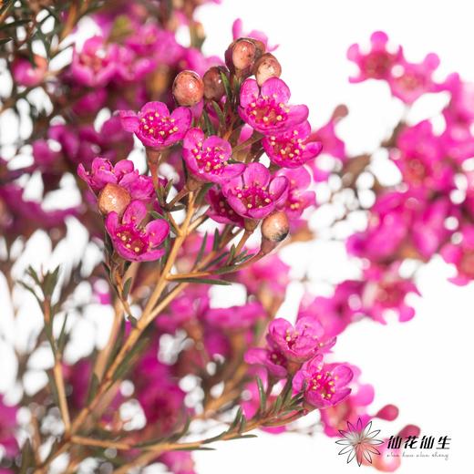 配花 | 染色平头腊梅玫红色 商品图3