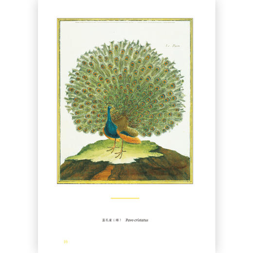 复古艺术馆007：群鸟嘤嘤：法国皇家植物园鸟类图鉴 商品图3