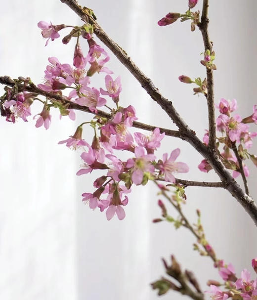 【向你微笑】国产樱花  粉色  约2-3枝/扎 商品图4