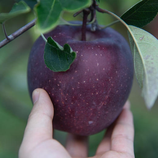 苹果礼盒 多品种苹果： 黑卡、青森、黄金维纳斯、瑞阳、红富士 三拼/四拼礼盒（云南昭通中通发货） 商品图6