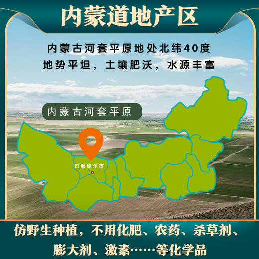 玉衡仿野生黄芪 黄芪养生茶 内蒙古道地产区 100g/110g/350g瓶装 商品图3