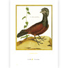 复古艺术馆007：群鸟嘤嘤：法国皇家植物园鸟类图鉴 商品缩略图2