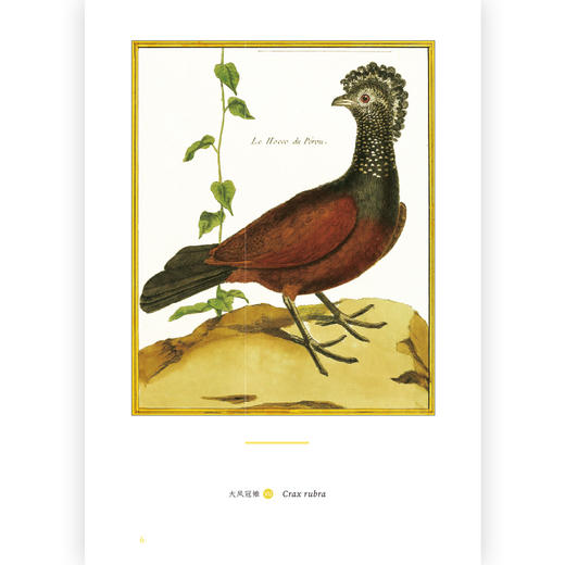 复古艺术馆007：群鸟嘤嘤：法国皇家植物园鸟类图鉴 商品图2