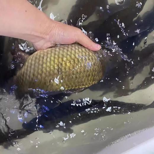 牛田洋白鲫鱼约500g（超重需补差价） 商品图0