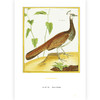复古艺术馆007：群鸟嘤嘤：法国皇家植物园鸟类图鉴 商品缩略图4