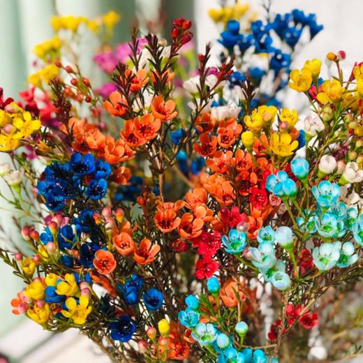 平头腊梅  中花长款   若干支/扎 颜色深浅略有差异 以实物为准 云南基地发货 （价格已包含包装费用） 运费以实际为准，多退少补。 商品图2