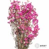 配花 | 染色平头腊梅玫红色 商品缩略图1