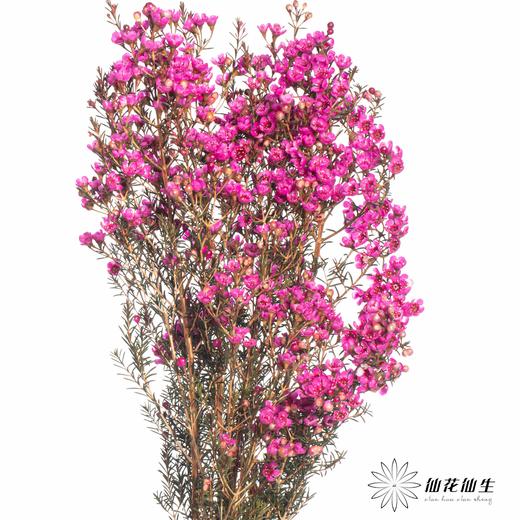 配花 | 染色平头腊梅玫红色 商品图1