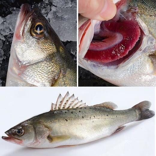 青鲈鱼 约1-1.2斤 超重需补差价 /条 /条 商品图1